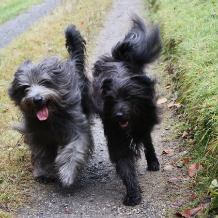 Hundetreffen 2010 im Allgäu (9)